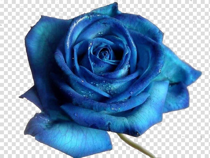 Blue rose Desktop Flower, taobao blue copywriter transparent background PNG clipart
