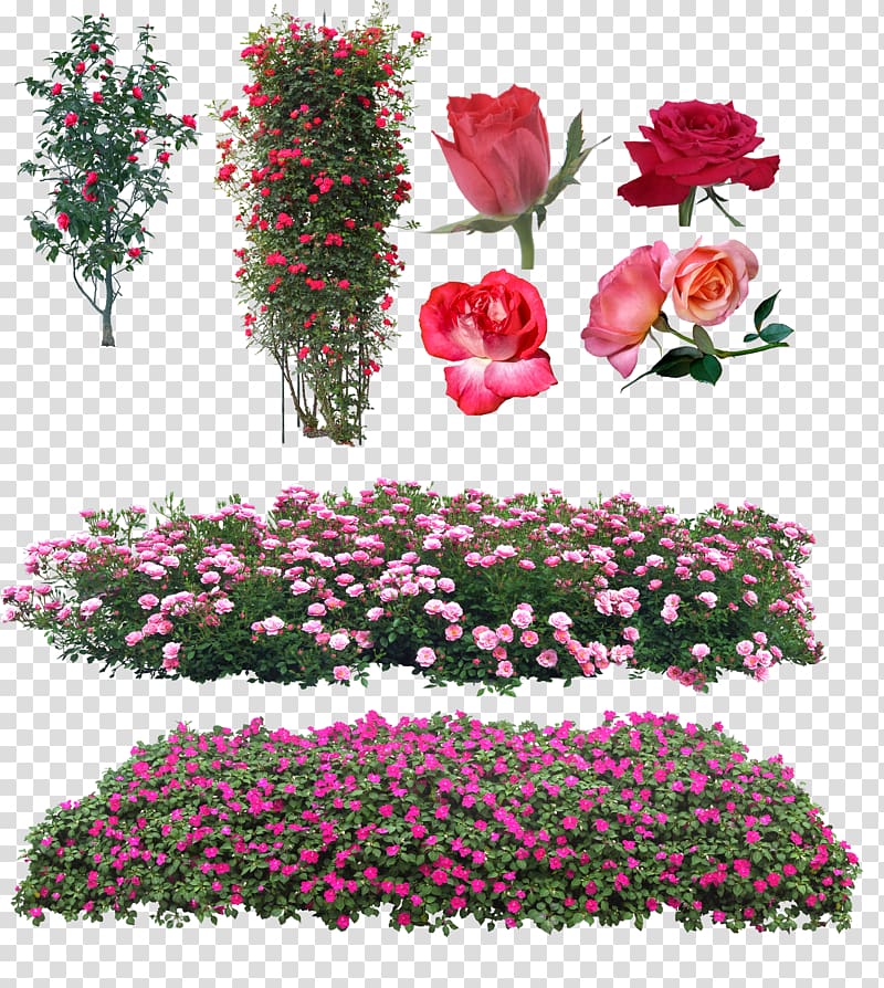 Garden roses Floral design Pink Flower, rose transparent background PNG clipart