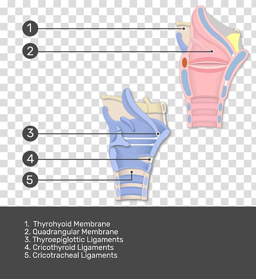 Thyroepiglottic ligament Larynx Anatomy Hyoepiglottic ligament, thyroid cartilage transparent background PNG clipart