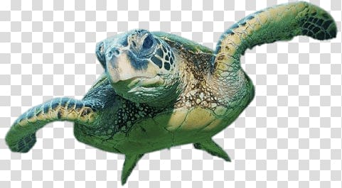 green turtle, Sea Turtle Front View transparent background PNG clipart