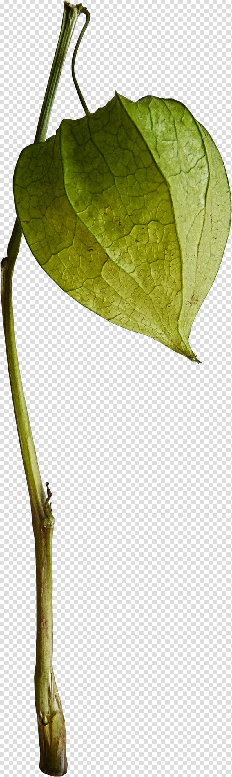 Peruvian groundcherry , lotus transparent background PNG clipart