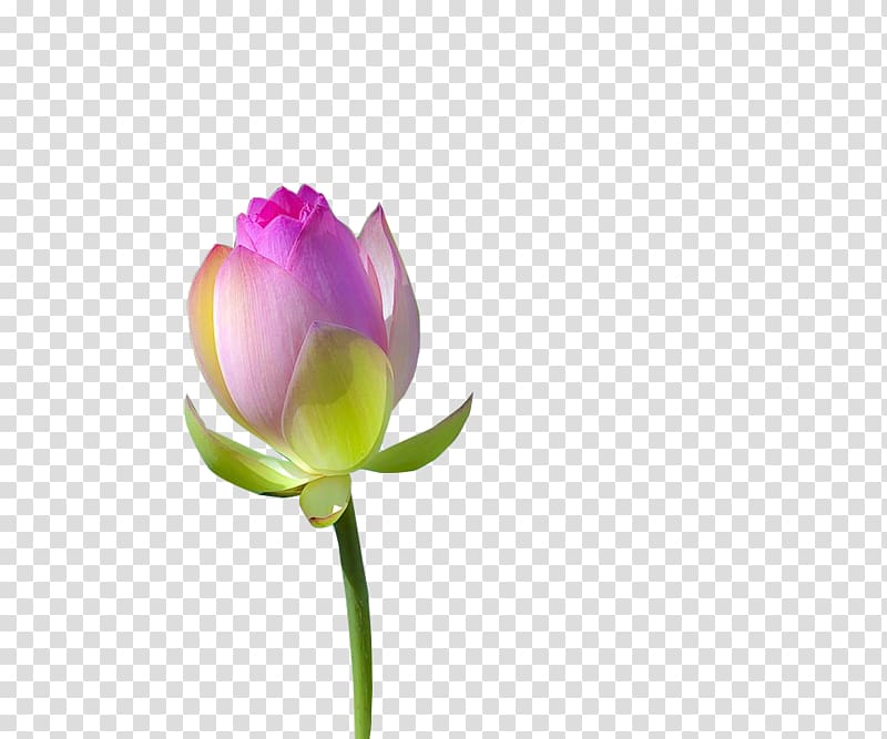 Nelumbo nucifera Icon, lotus transparent background PNG clipart