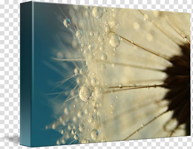 Macro Drop Dew, dandelion frame transparent background PNG clipart