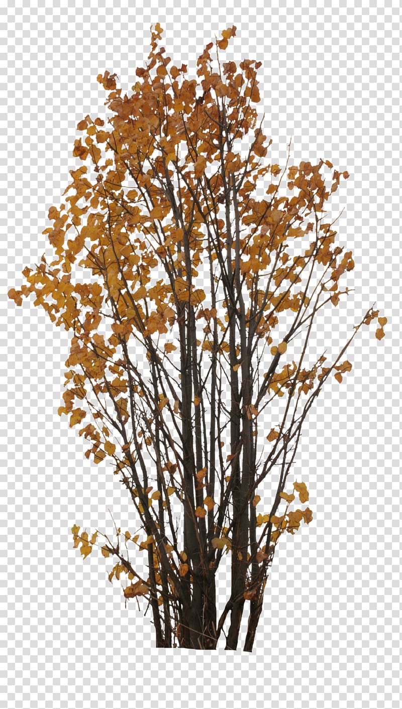 Tree Branch Twig Plant Leaf, orange tree transparent background PNG clipart