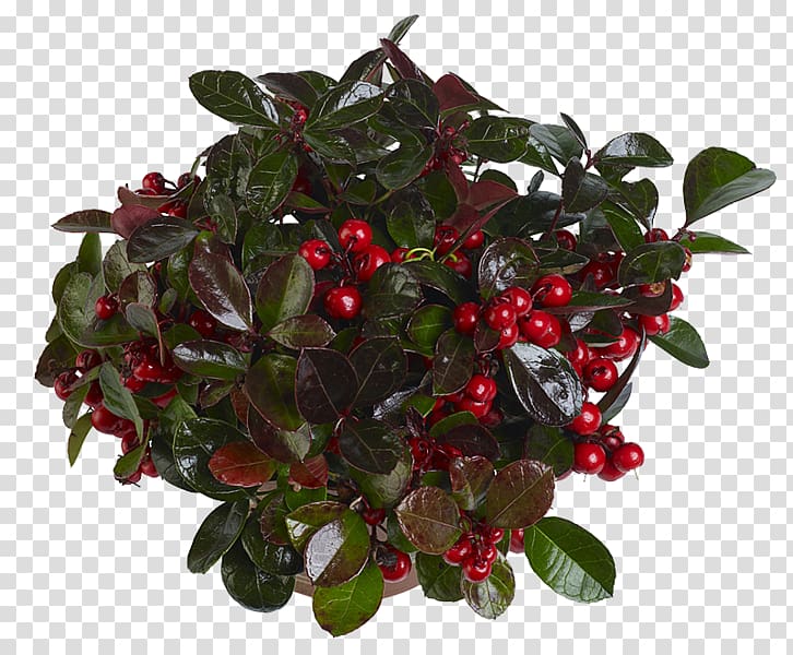 Lingonberry Cranberry, others transparent background PNG clipart