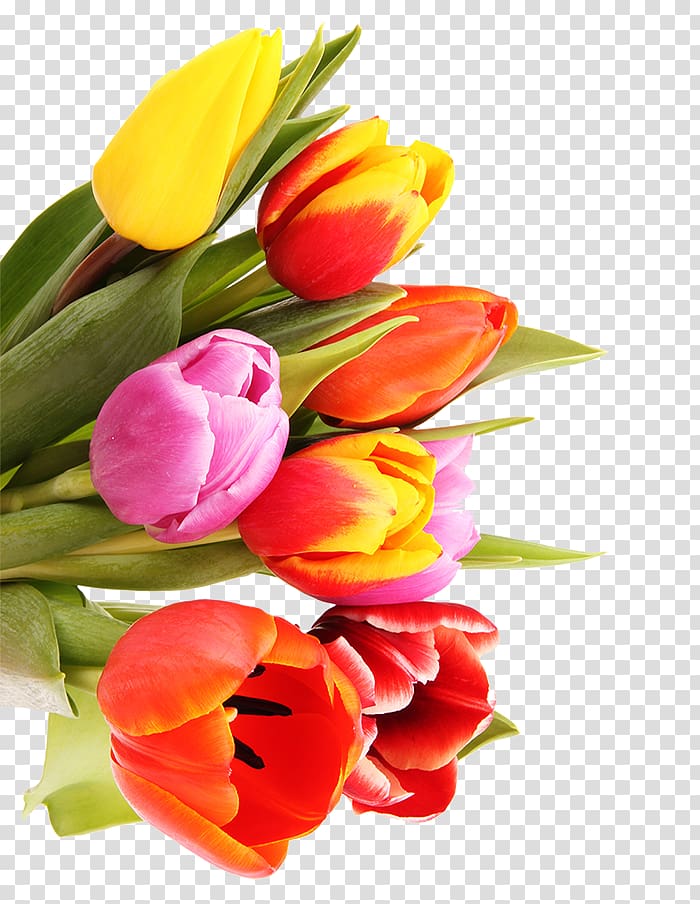 Tulip Flower bouquet Cut flowers Floral design Nosegay, tulip transparent background PNG clipart