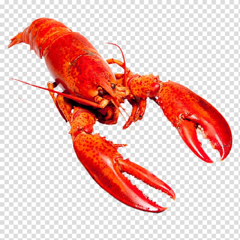 American lobster Homarus gammarus Shrimp and prawn as food Red Lobster, lobster transparent background PNG clipart