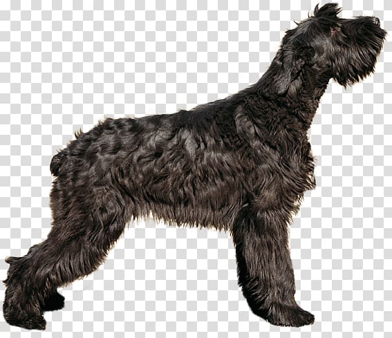 Giant Schnauzer Standard Schnauzer Puppy Boxer, puppy transparent background PNG clipart