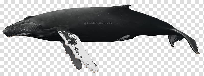 Dolphin Cetaceans Humpback whale Bowhead whale Baleen whale, Humpback Whale transparent background PNG clipart