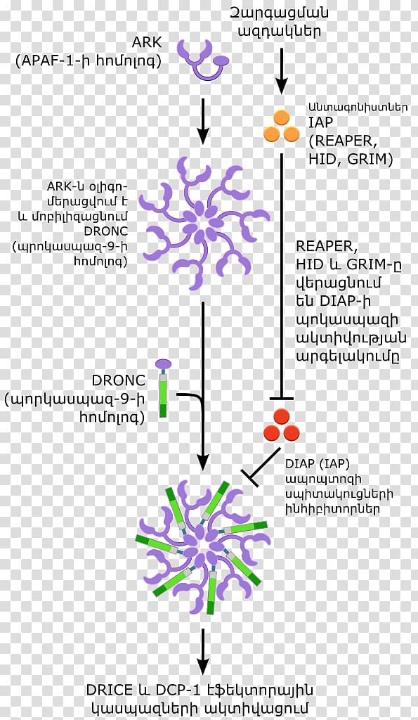 Apoptosis Cell membrane Annexin Ceramide, drosophila transparent background PNG clipart