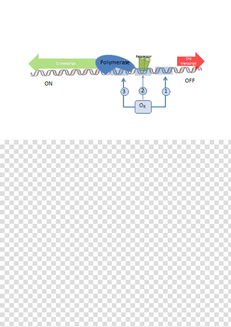 Antitermination RNA polymerase Lambda phage Protein, transparent background PNG clipart