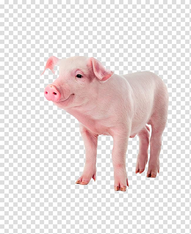 pink pig, Kunekune Pet Deposits Illustration, pig transparent background PNG clipart