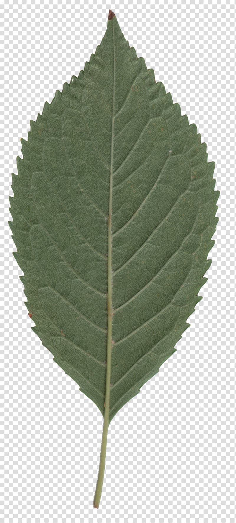 Cherry leaf spot Cottonwood Tree Sweet Cherry, cherry leaf transparent background PNG clipart