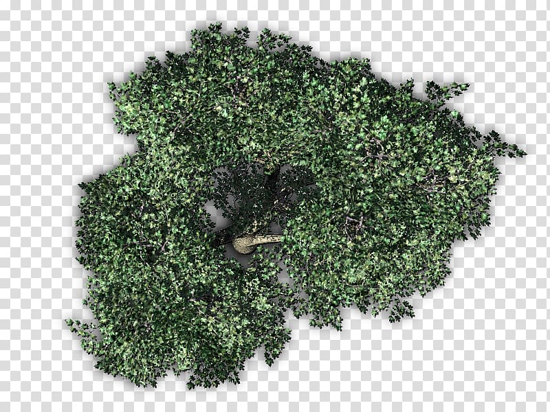 green leafed tree, Fruit tree Plant, tree top view transparent background PNG clipart