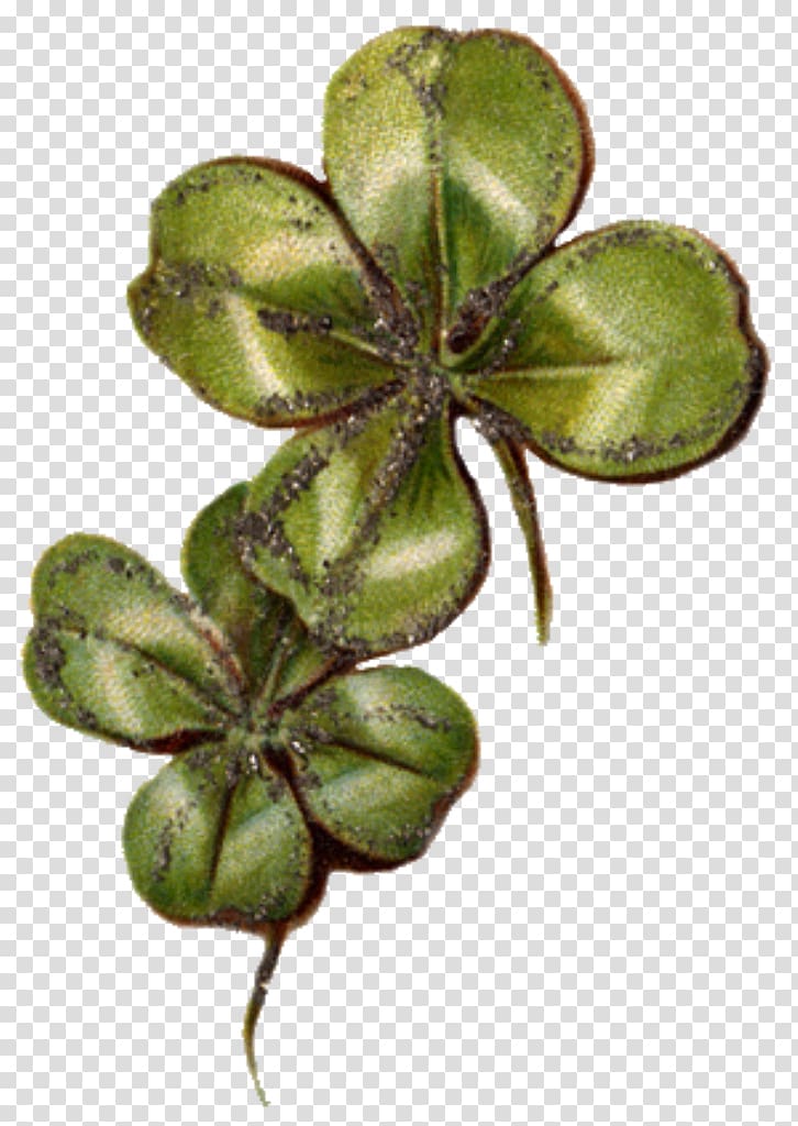 Four-leaf clover Luck Symbol, clover transparent background PNG clipart