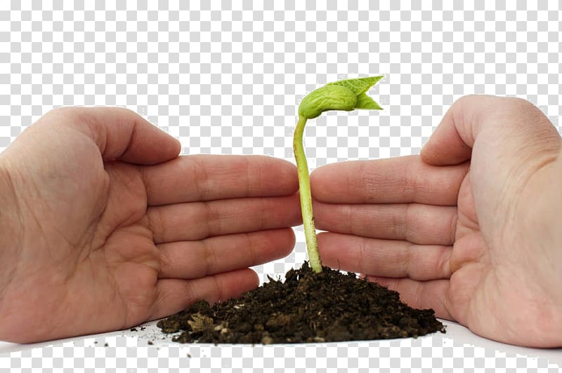 Germination , Free to pull buds transparent background PNG clipart