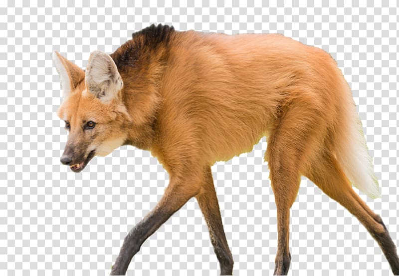 Dog breed Maned wolf Dhole Lion, Dog transparent background PNG clipart