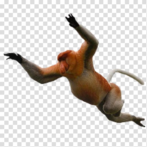 Desktop Proboscis monkey Baboons, baby shoes transparent background PNG clipart