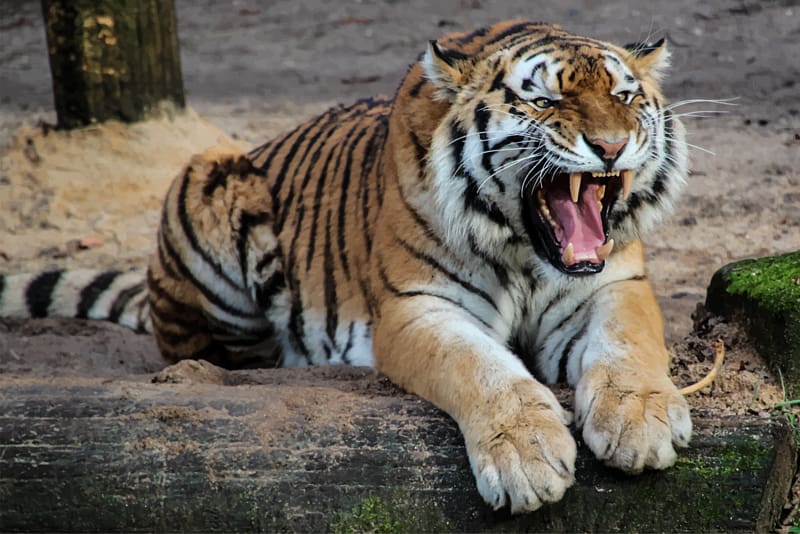 Sumatran tiger Siberian Tiger Bengal tiger Cat Felidae, tiger transparent background PNG clipart