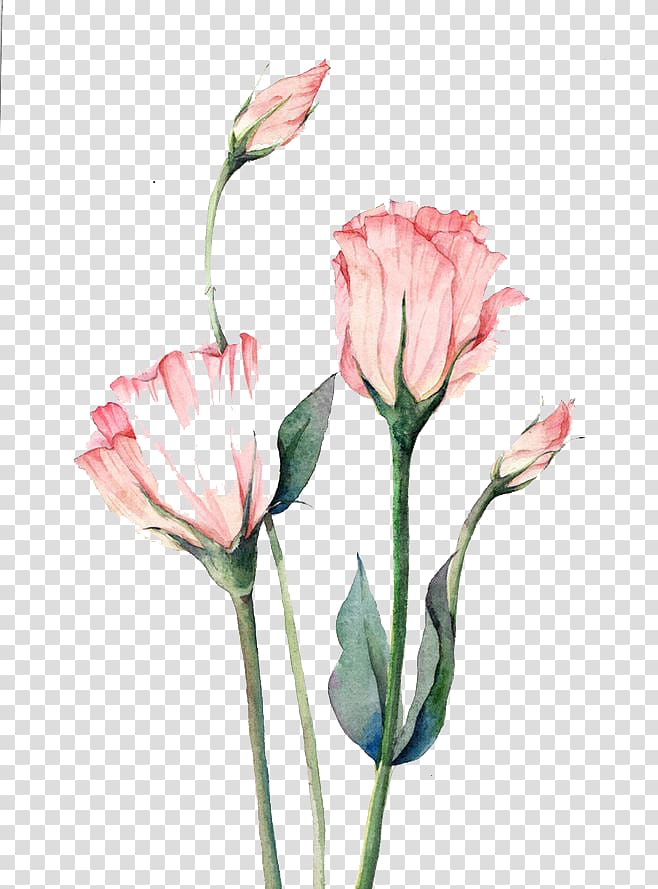 four pink flowers, Watercolor painting Flower Autumn, Watercolor flowers transparent background PNG clipart