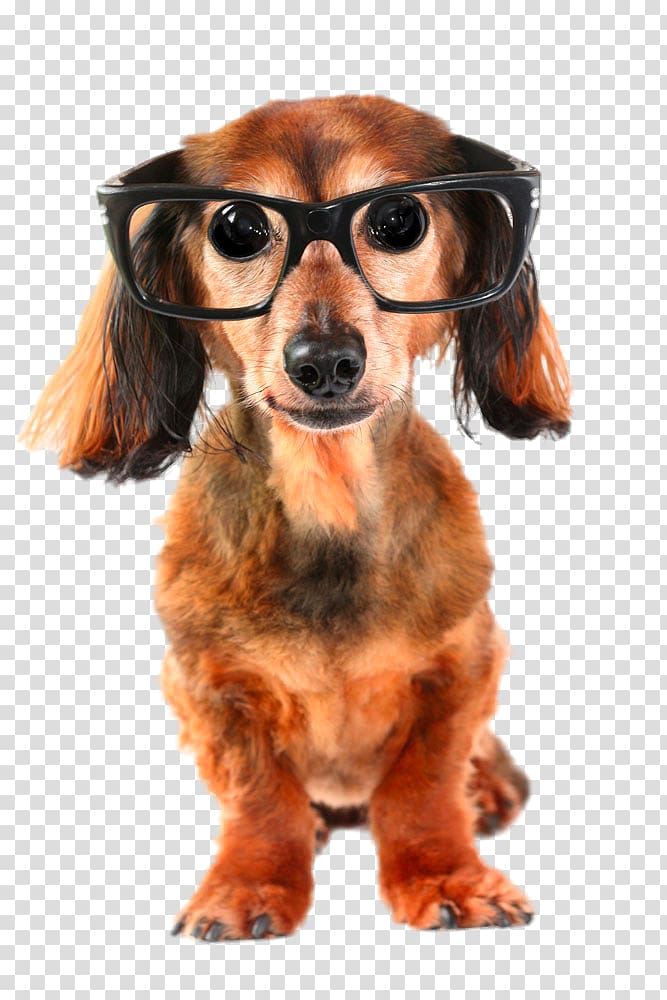 Dachshund German Shepherd Puppy How dogs learn Dog training, Glasses frame dog transparent background PNG clipart