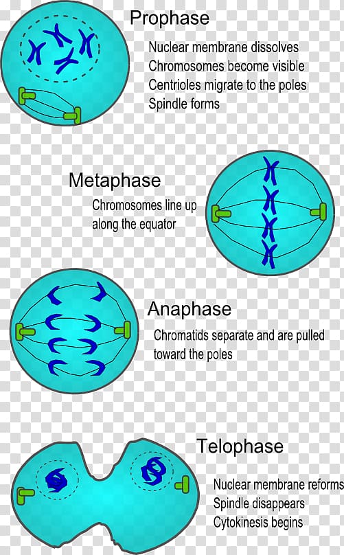 Cell division Mitosis Cell cycle Cytokinesis, cell division transparent background PNG clipart