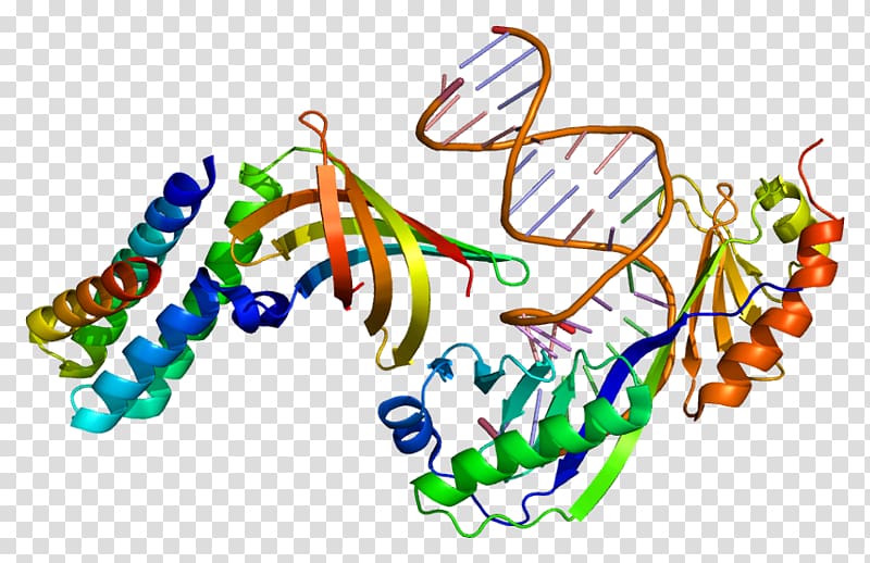 GTF2A1 Protein General transcription factor Transcription factor II A, transparent background PNG clipart