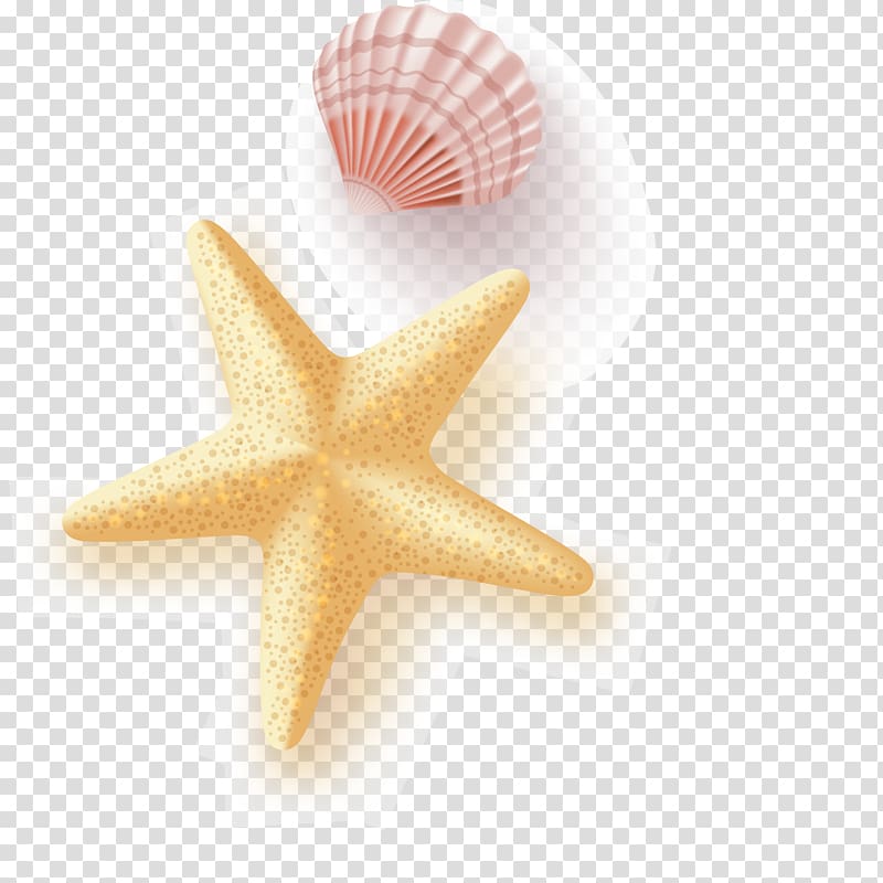 starfish illustration, Starfish Euclidean Seashell, Starfish seashell transparent background PNG clipart