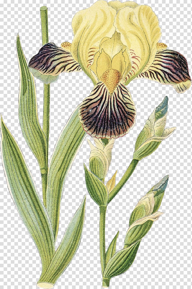 Orris root Iris germanica Iris croatica , Watercolor iris transparent background PNG clipart