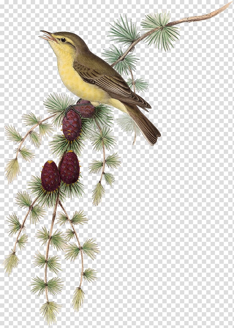 Bird Common nightingale Melodious warbler Ficedula , bird transparent background PNG clipart
