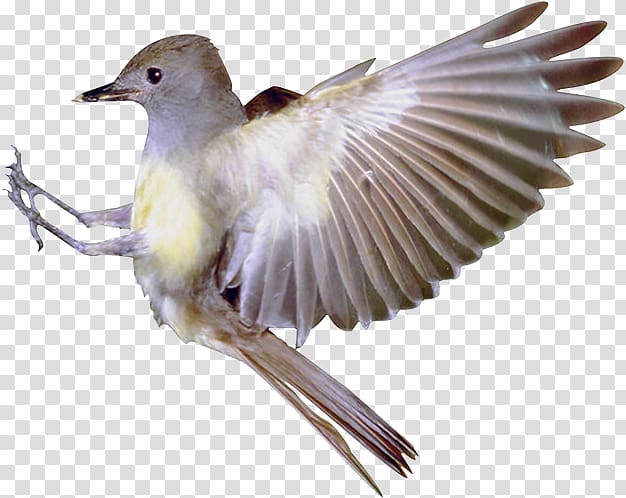 Bird flight Finch Bird flight Serial homology, Bird transparent background PNG clipart