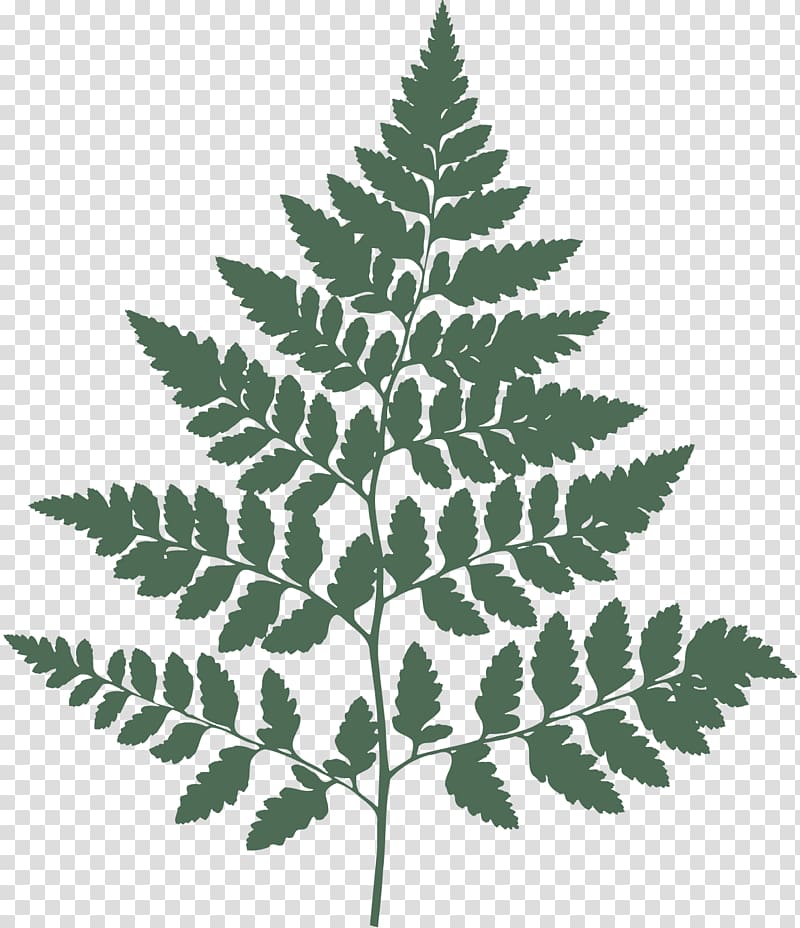 Fern Wall decal Botany, fern transparent background PNG clipart