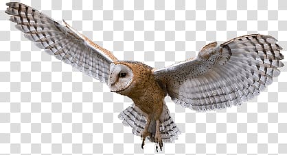 brown and white owl, Owl Flying transparent background PNG clipart
