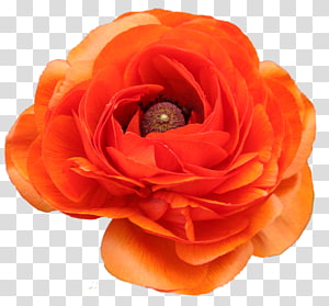 Garden roses Filtre PaintShop Pro Pink Color, Creative floral design floral material transparent background PNG clipart thumbnail