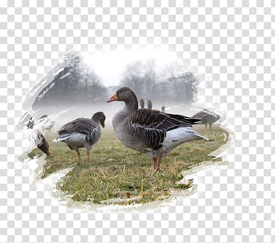 Greylag goose Domestic goose Bird Emperor goose Hunting, Quality duck farm transparent background PNG clipart