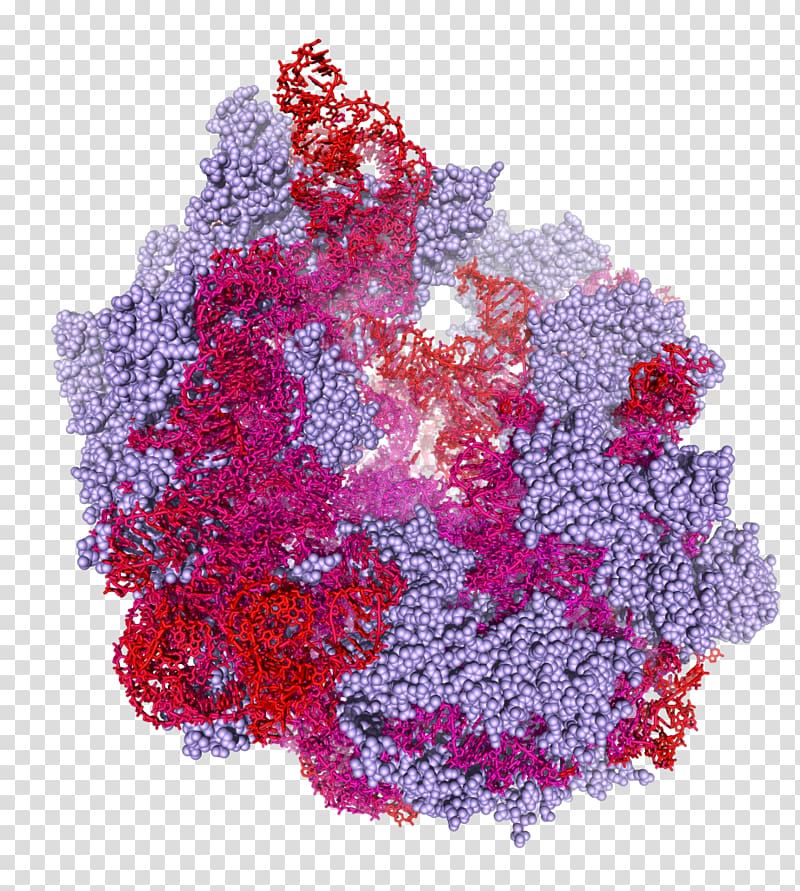 Biochemistry Enzyme Protein Ribosome Molecular biology, ribosome transparent background PNG clipart