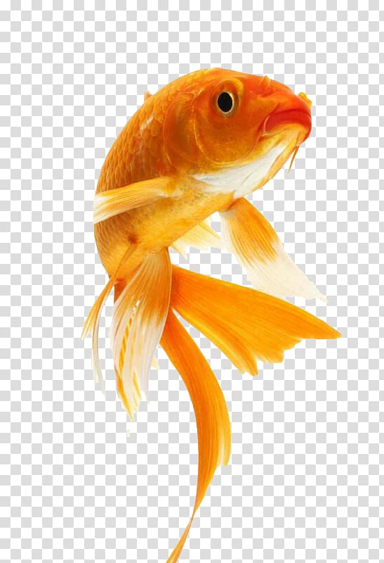 cute goldfish transparent background PNG clipart