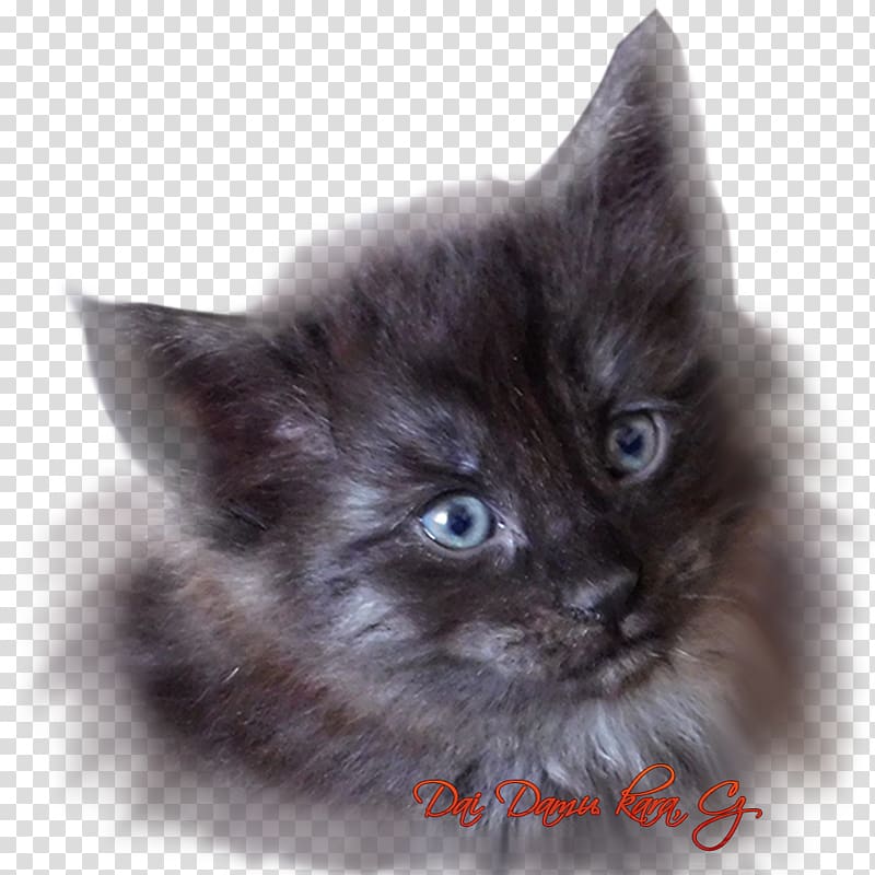 Maine Coon Nebelung Asian Semi-longhair Ragamuffin cat Ragdoll, Norwegian Forest Cat transparent background PNG clipart