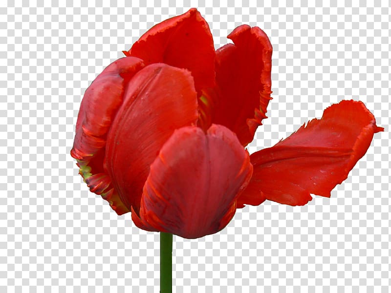 Black Tulip Flower, tulip transparent background PNG clipart