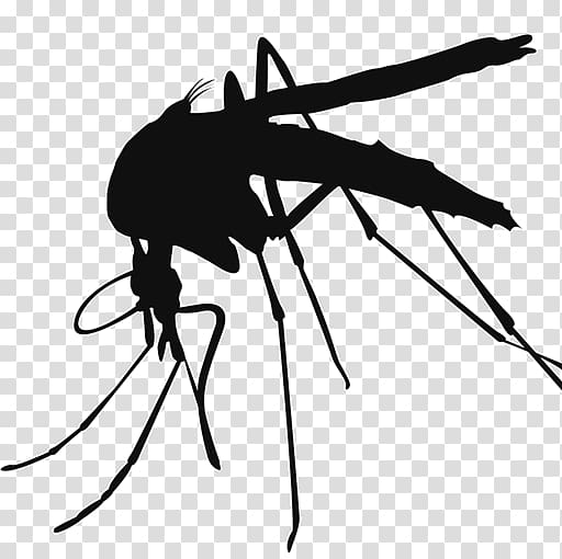 black mosquito , Mosquito control , Mosquito transparent background PNG clipart