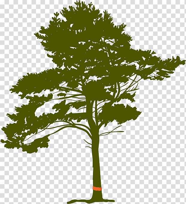 Pine Tree Root, tree transparent background PNG clipart