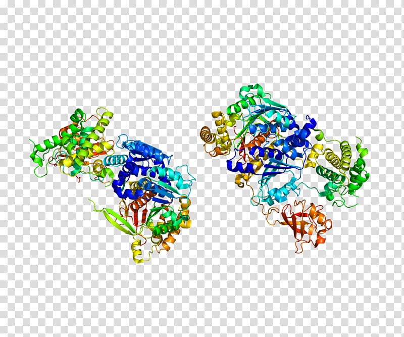 UBA2 SUMO protein Small ubiquitin-related modifier 1 Enzyme, enzyme transparent background PNG clipart