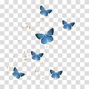 borboleta png