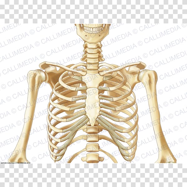Joint Thorax Bone Pelvis Human body, Skeleton transparent background PNG clipart