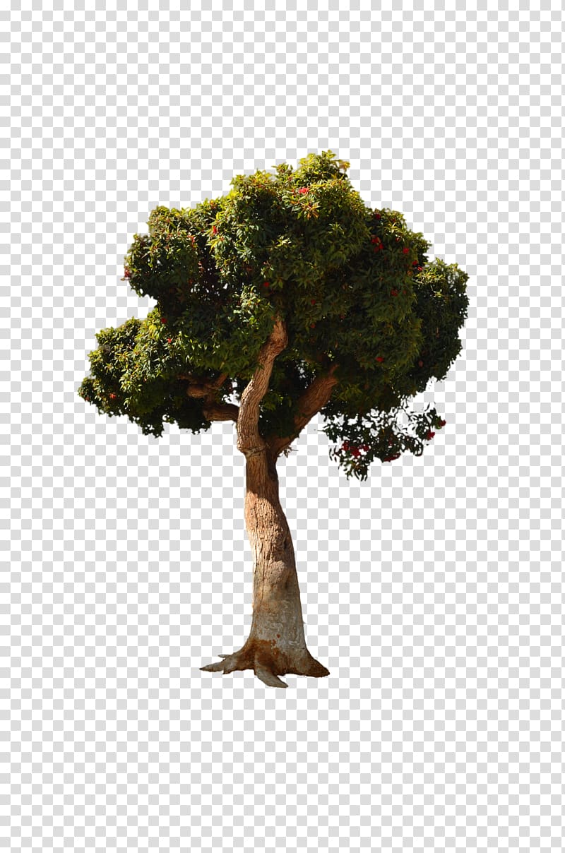 Tree, tree top view transparent background PNG clipart