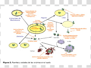 Enzyme Soil Protein Organism Metabolic pathway, ground transparent background PNG clipart thumbnail