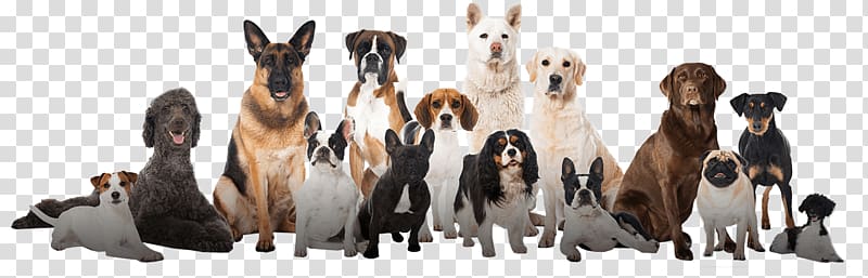 Puppy Dog training Dog breed Pet Cat, dog husky transparent background PNG clipart