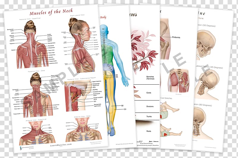Muscles of the neck The Endless Web: Fascial Anatomy and Physical Reality Muscles of the neck, poster child transparent background PNG clipart