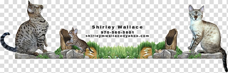 Savannah cat Kitten Somali cat Bengal cat Breed, Exotic Cat Breeds transparent background PNG clipart