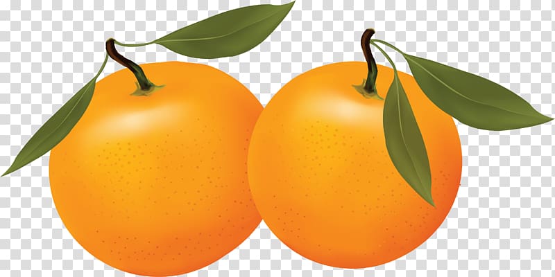 Clementine Longwood Tangerine Orange, Orange transparent background PNG clipart